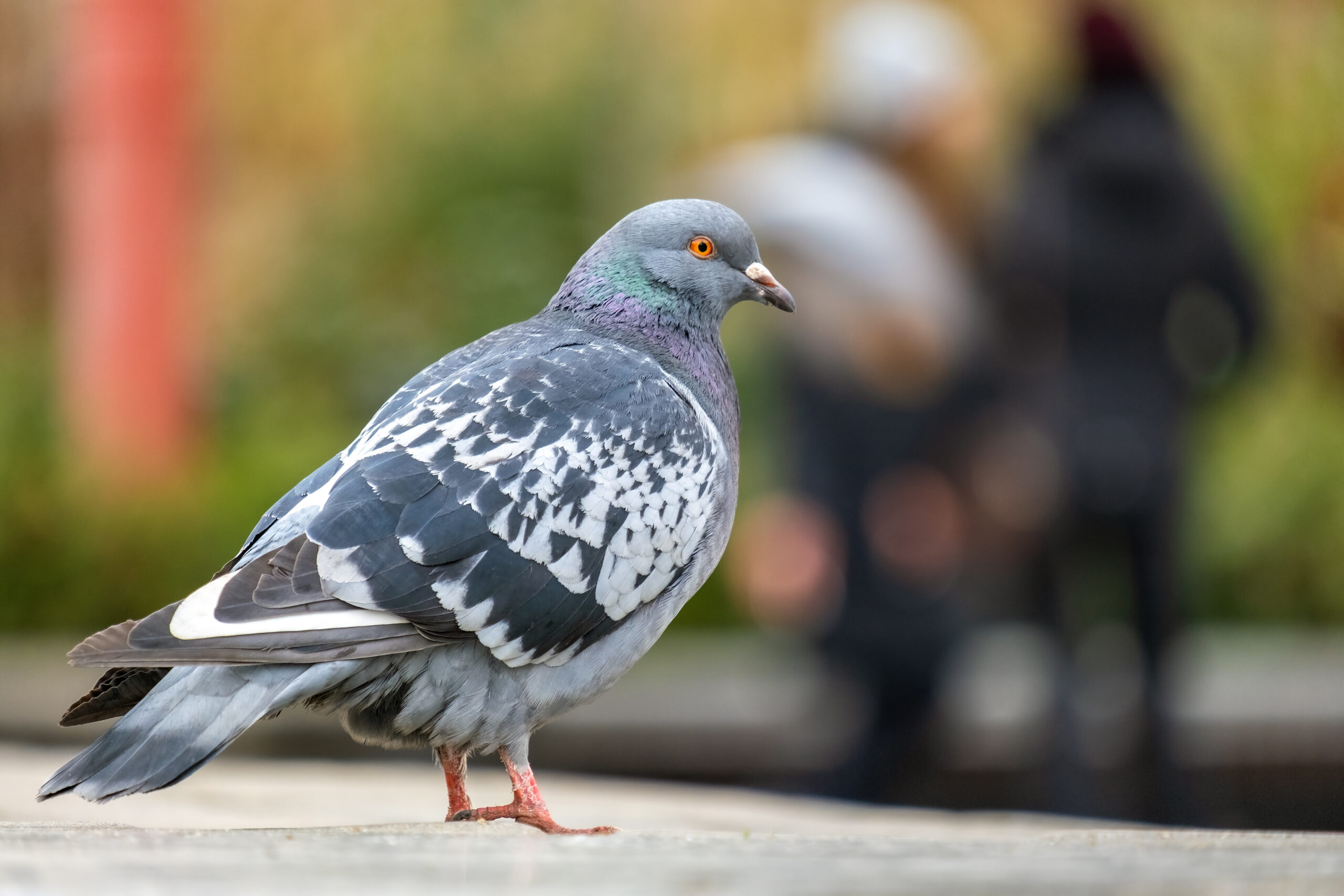 Peut-on déplacer un nid de pigeon sans risquer gros ?