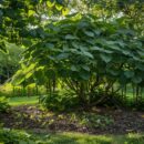 Inconvénients du catalpa