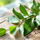 La feuille de laurier : ses bienfaits pour l'amour