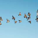 Migration des grives 2025-2026