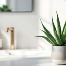 Aloe Vera : bienfaits et utilisations dans la cosmétique