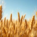 13 épis de blé porte-bonheur : leur signification et bienfaits