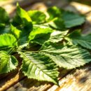 Découvrez les Bienfaits de la Feuille de Séné pour la Beauté